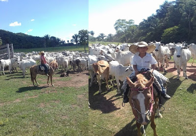 VIDA DE BOIADEIRO