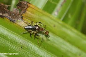 A ARANHA E A FORMIGA