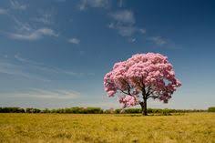 CERRADO MATOGROSSENSE